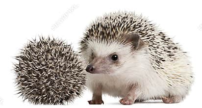 Four-toed Hedgehogs, Atelerix albiventris, 3 weeks old