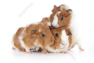Abyssinian Guinea Pigs (Cavia porcellus)