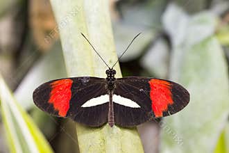 Black and red wing, Heliconius melpomene butterfly
