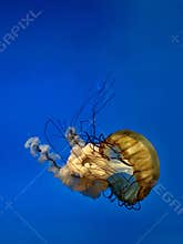Pacific Sea Nettle Jellyfish Against Blue Ocean Backdrop