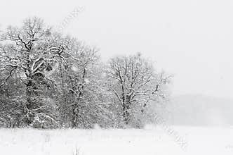 Winter minimalist landscape