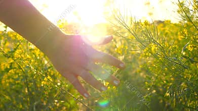 Young woman hand passing through a wild meadow field. Female hand touching wild flowers close-up