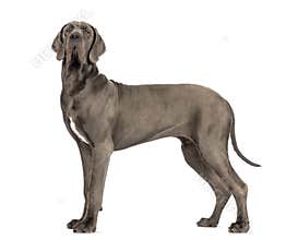 Side view of a Great Dane, 10 months old, looking at the camera