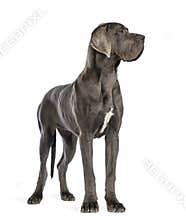 Great Dane, 10 months old, looking right in front of white background