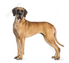 Side view of a Great Dane, 4 years old, in front of white background
