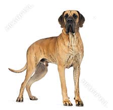 Side view of a Great Dane, 4 years old, in front of white background