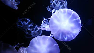 4K. group of fluorescent jellyfish swimming in Aquarium pool. transparent jellyfish underwater footage with glowing medusa moving