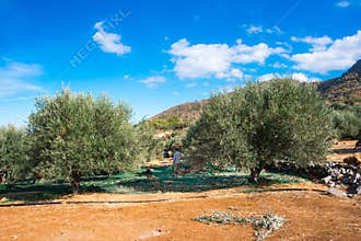 Fresh olives harvesting from agriculturists in a field of olive trees for extra virgin olive oil production.