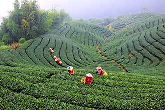 Picking tea