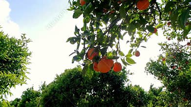 Fruits oranges hanging on branches citrus orchard. Orange garden. Citrus grove
