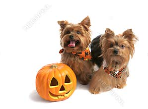 Yorkies Trick Or Treat