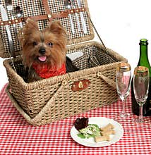 Picnic Puppies