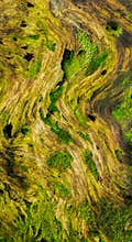 Moss covered log