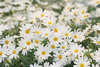Field of white daisies