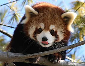 Red Panda Licking its Nose