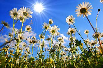 Daisy flower from below with blue sky