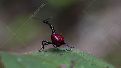 Giraffe weevil Trachelophorus giraffa