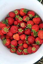 Bucket of Strawberries