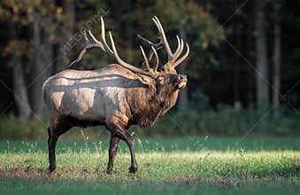 Bull Elk