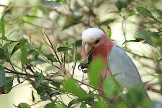 Galah cockatoo