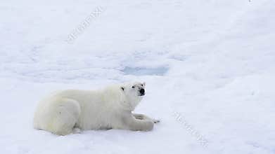 Polar bear lying on sea ice