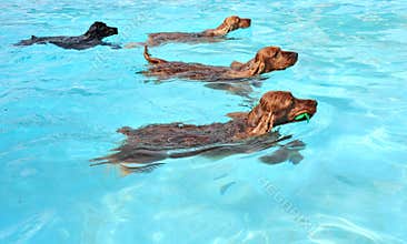 Swimming dogs