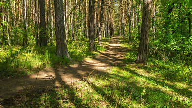 Path in the woods between trees.