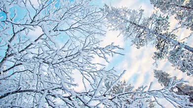 Seamless loop - Looking up at snowy branches and trees snow falling, video HD