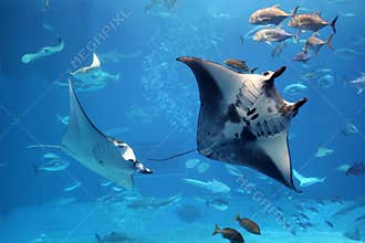 Manta rays flying into a swarm of other fish