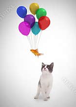 Cat watching fish floating tied to balloons
