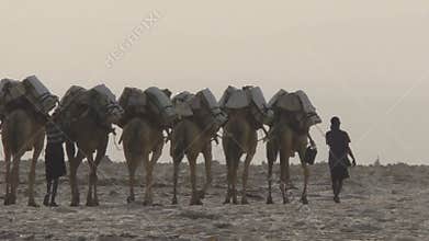 Camels caravan carrying salt in Africa`s Danakil Desert, Ethiopia