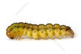 Caterpillar