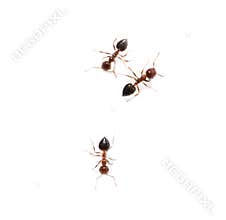 Ants on a white background. macro