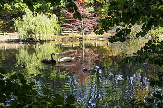 Black and white swans touching beaks in heart shape