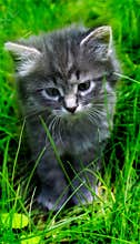 Lovely gray kitten in the grass.