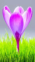 Purple crocus flower background wallpaper
