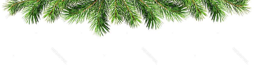 Green pine twigs for Christmas top border