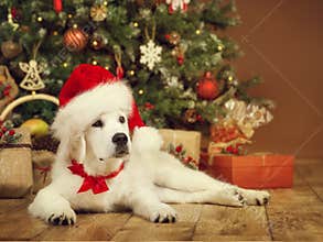 Christmas dog, white puppy retriever in santa hat, xmas tree