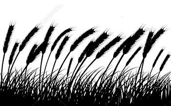 Wheat and grass