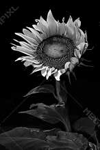 Monochrome Sunflower Close-Up – Artistic Black & White Floral Texture