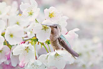 Cherry Blossoms and Hummingbird