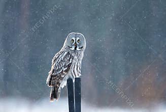 Great grey owl sitting on the post in the falling snow