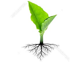 Sprout tree with root