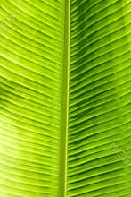 Green leaf texture