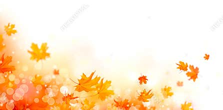 Autumn. Fall abstract background with colorful leaves and sun flares