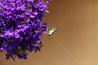 Monarch butterfly resting on blue flowers