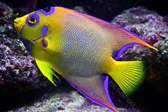 Tropical Reef Fish