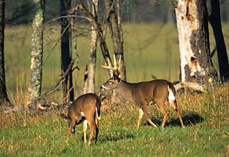 Whitetail Buck and Doe in Meadow