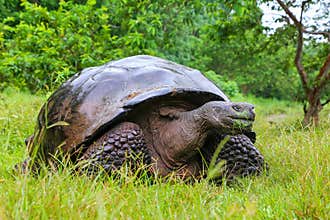 Galapagos giant tortoise on Santa Cruz Island in Galapagos National Park, Ecuador