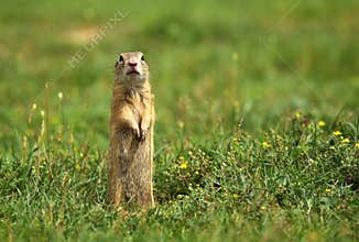 Ground squirrel paying attention